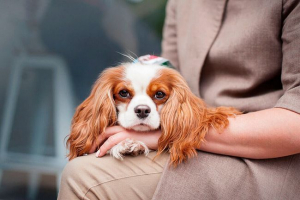 Як вибрати цуценя кавалера кінг чарльз спаніель Як вибрати цуценя кавалера кінг чарльз спаніель